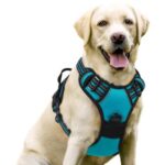 ANIMALS & PETS CARE CENTER, PET STORE & ANIMALS CLINIC Animal & Pet Services