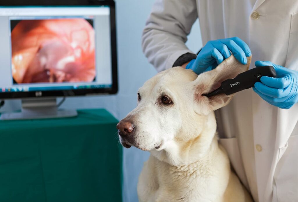 CALLVET ANIMALS & BIRDS HOSPITAL (CEODrAbdulWaheedFatim) Animal & Pet Services in Lahore