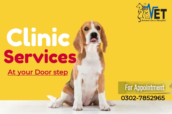 Animal & Pet Services – PET-VET ANIMAL CARE HOSPITAL