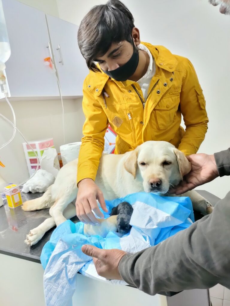 Urban Pets Clinic & Store Animal & Pet Services