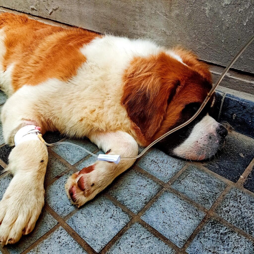 Aliyan Veterinary Hospital 24/7 Emergency Animal & Pet Services in Lahore