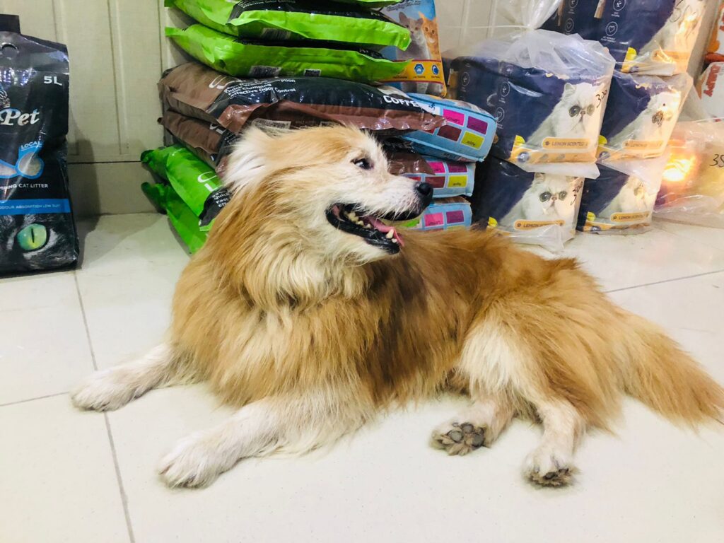 Manj Pets and Veterinary Clinic Animal & Pet Services in Lahore