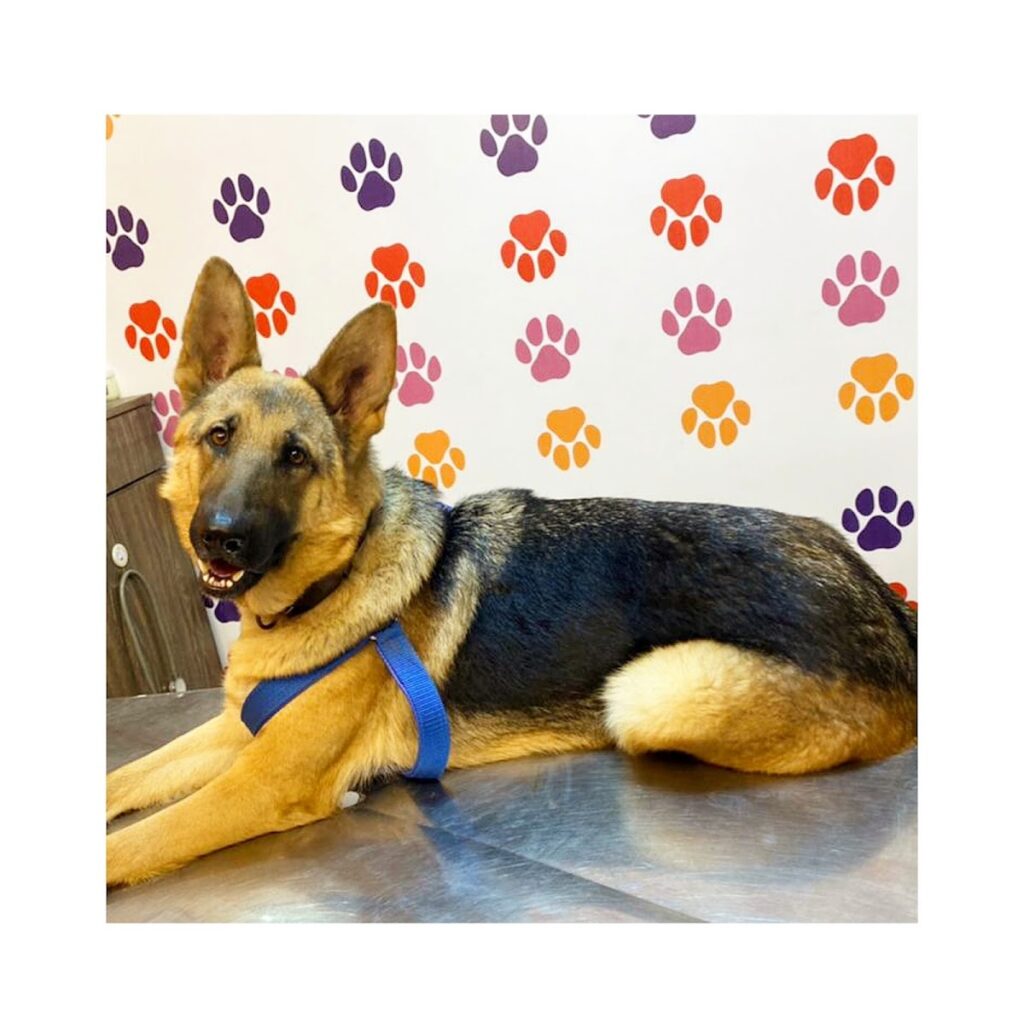 Pak Pets Hospital Animal & Pet Services