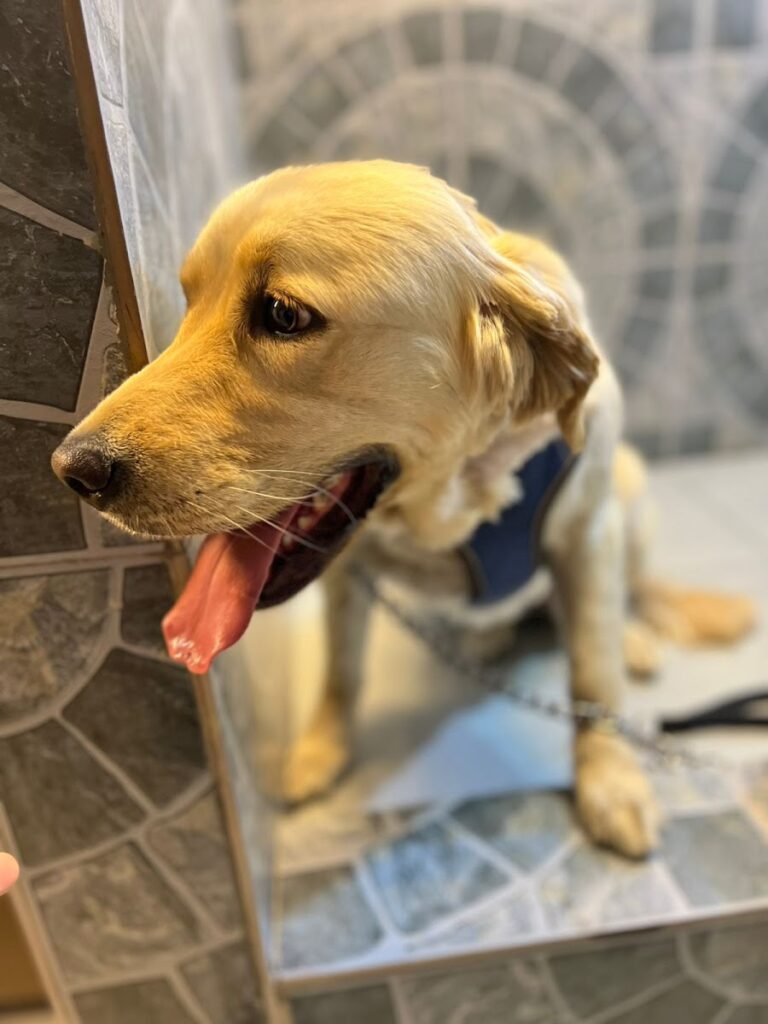 Furry Friends Pets Clinic Animal & Pet Services