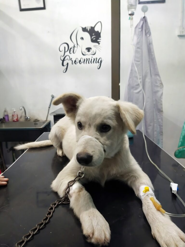 Dr. Ali's Clinic & Animal Mart Animal & Pet Services in Lahore