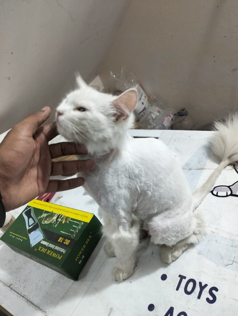 Yameen vet clinic Animal & Pet Services