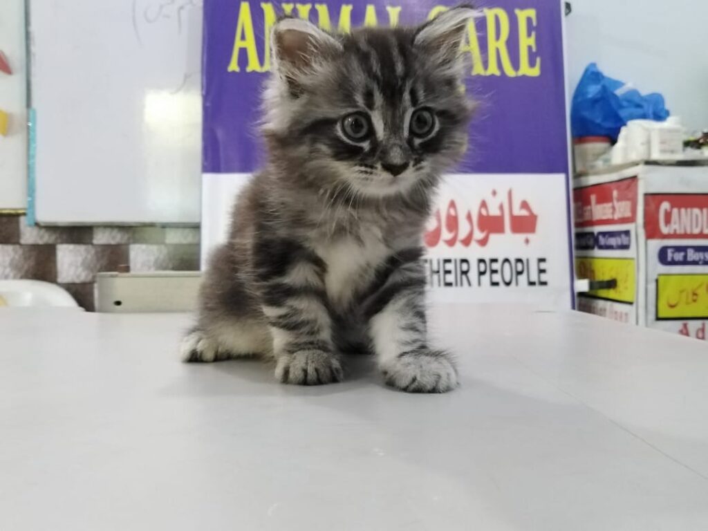 Animal Care Clinic Animal & Pet Services