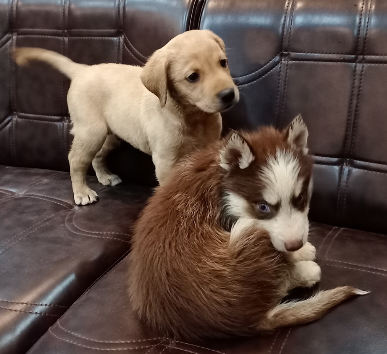 Universal Pets Clinic Animal & Pet Services