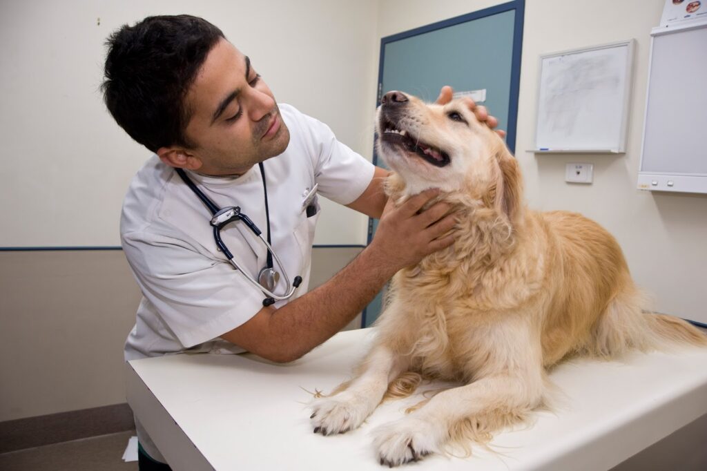 General Veterinary Hospital Lahore, Pakistan Animal & Pet Services in Lahore