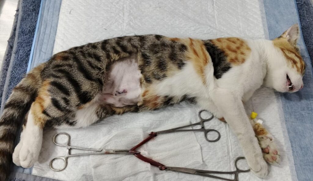 Orchard Animal Care Animal & Pet Services