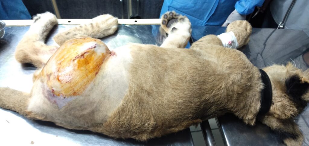 Pet City Animal Hospital Animal & Pet Services in Lahore