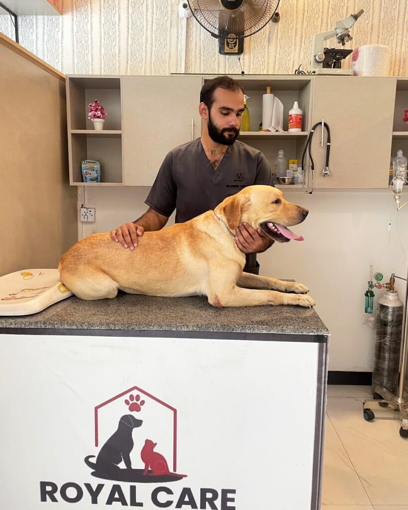 Royal care pet clinic Animal & Pet Services in Lahore