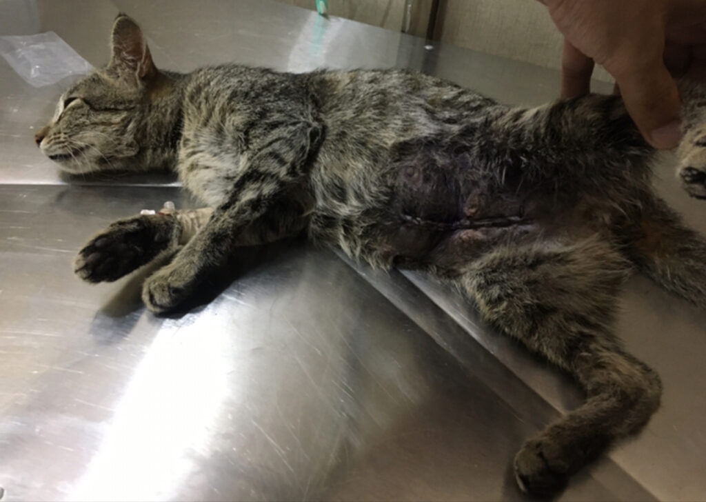Zakria Pets Clinic & Mart Animal & Pet Services