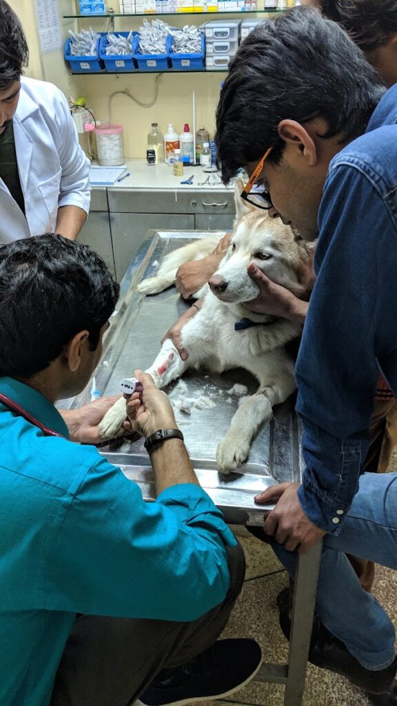 Asim Pets Clinic (Kalma Chowk) Animal & Pet Services