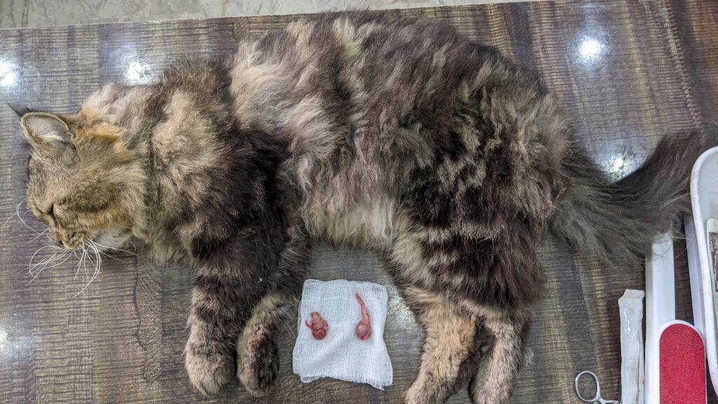 Furry Tails Pet Clinic Animal & Pet Services in Lahore