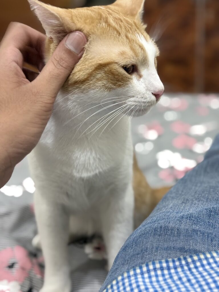 Azeem Animal care Animal & Pet Services in Lahore