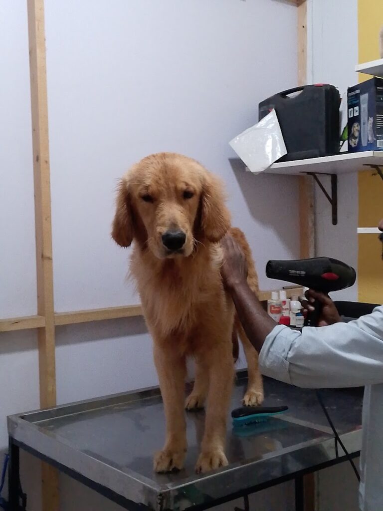 Pet's Galaxy & Animal Hospital Animal & Pet Services