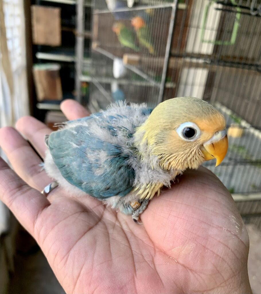 Amal Bird House Pet Store in Pet store 8 Road